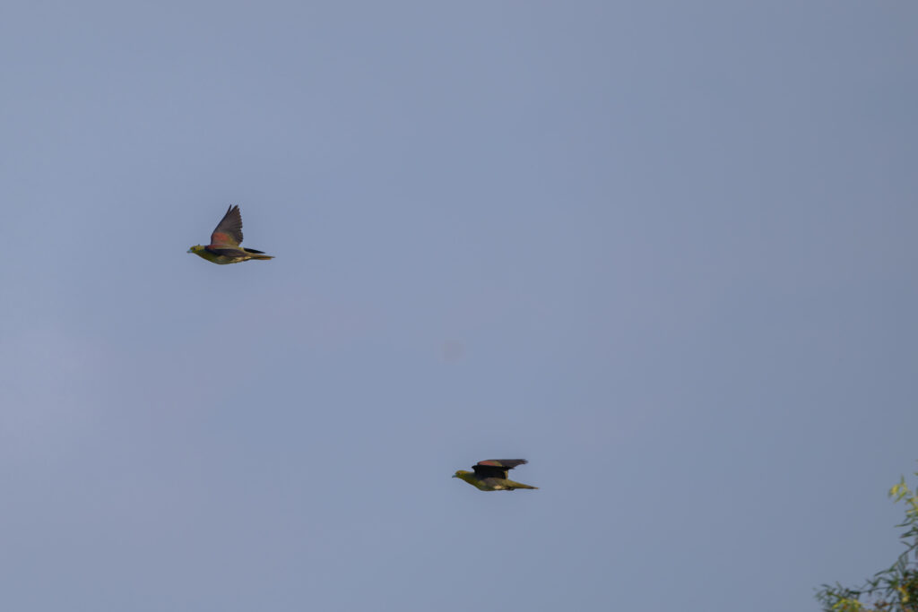 飛翔するアオバト