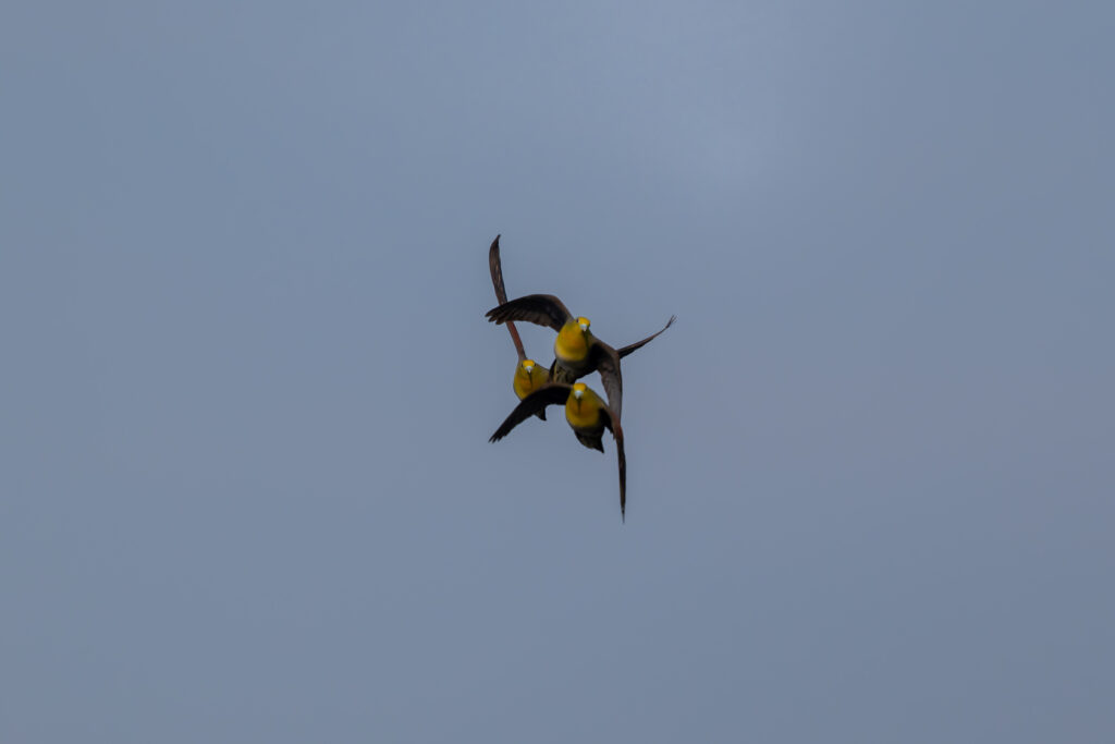 飛翔するアオバト