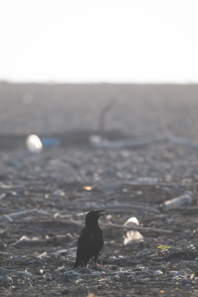 暑いハシボソガラス