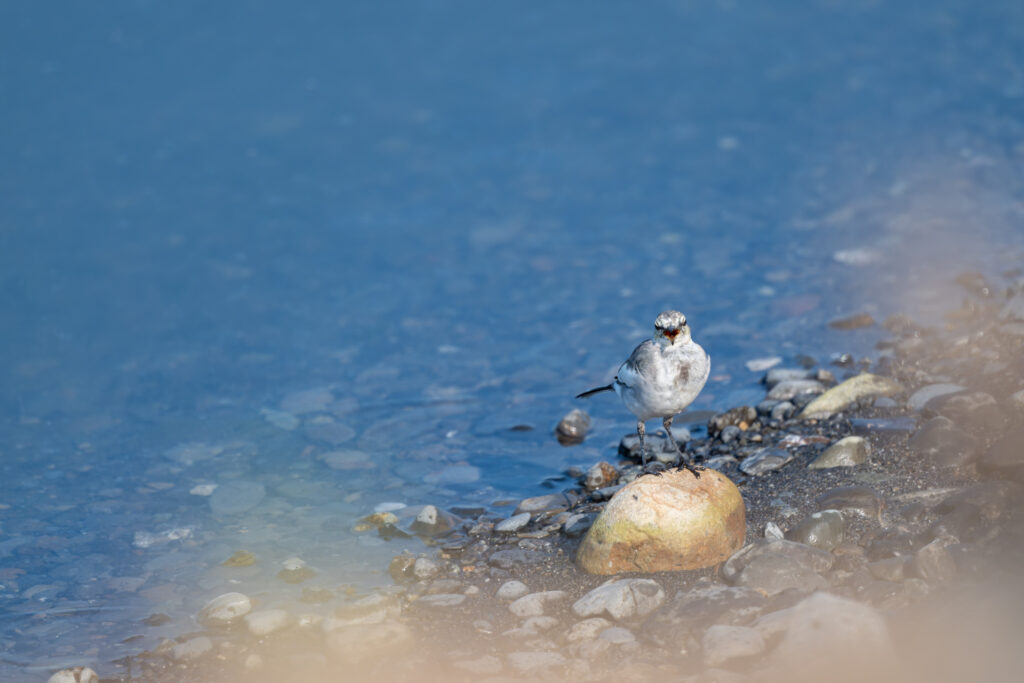 暑いハクセキレイ