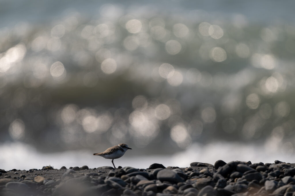 海辺のシロチドリ