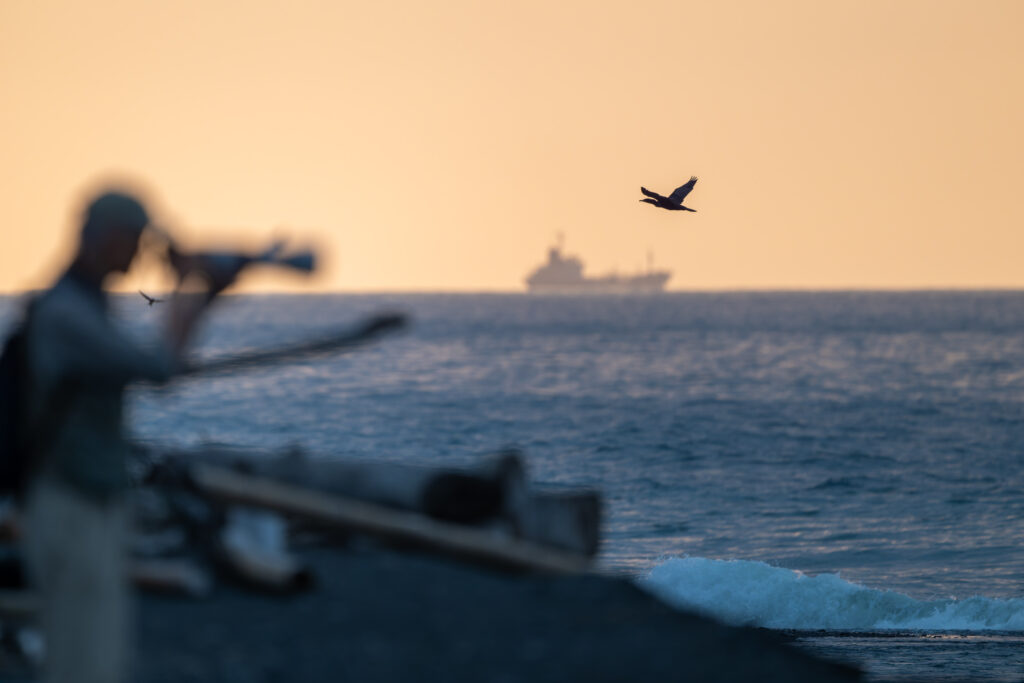 海辺のカワウとカメラマン