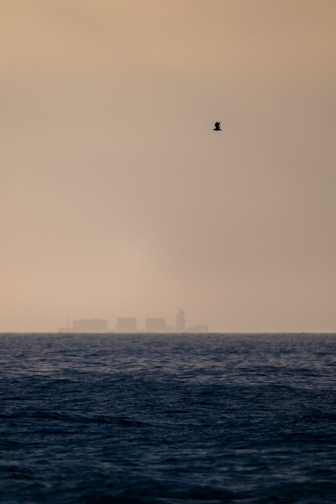 朝日の中を飛ぶウミネコ