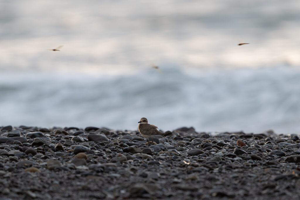 トンボとメダイチドリ