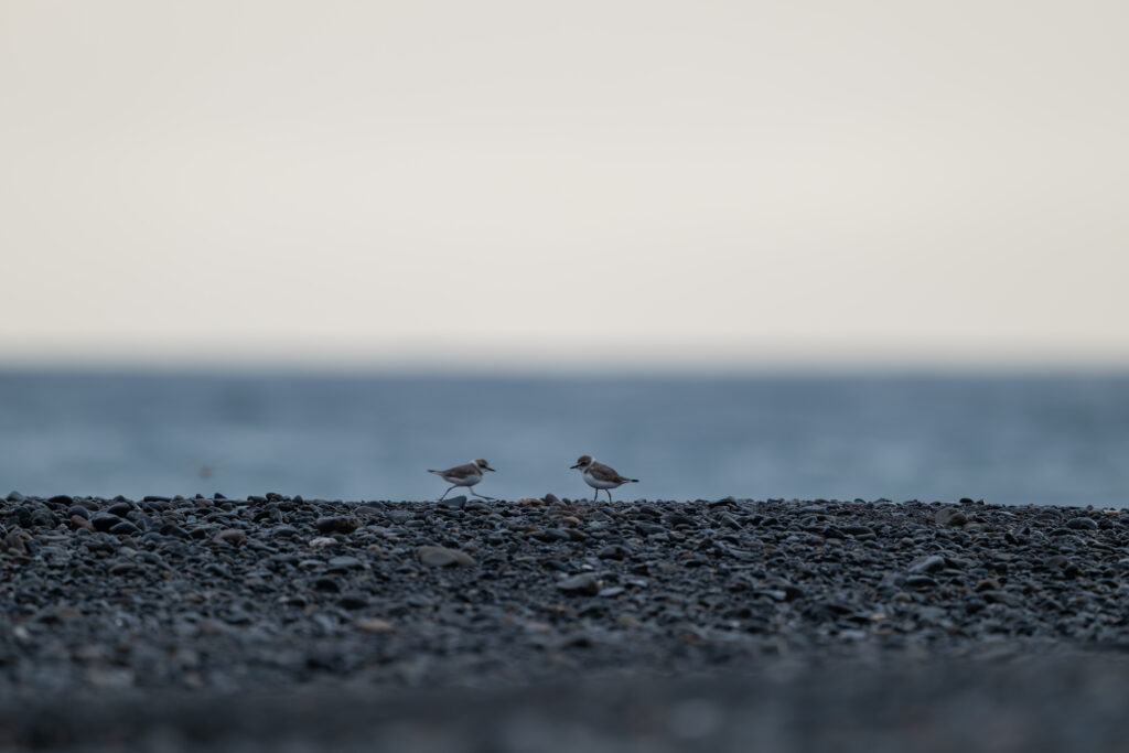 海辺のシロチドリ