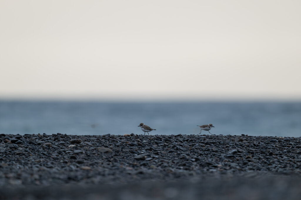 海辺のシロチドリ