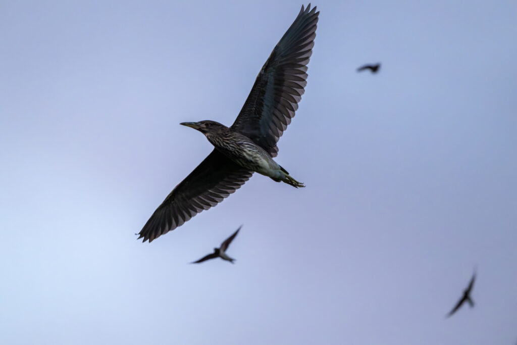 ゴイサギとツバメの飛翔