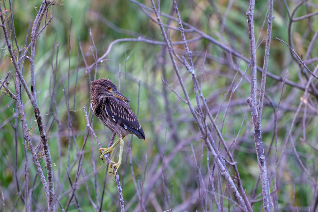 枝にとまるゴイサギ