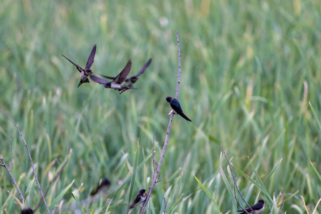 ねぐらいりするツバメ