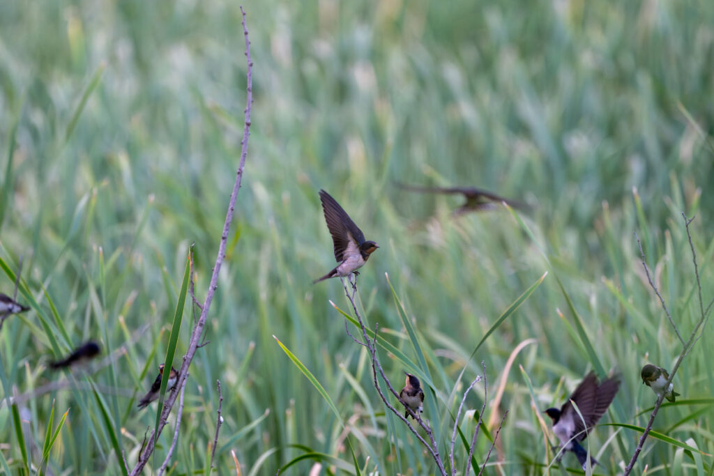 ねぐらいりするツバメ