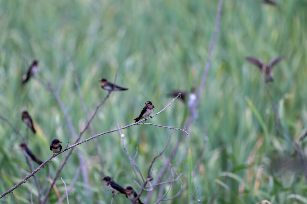ねぐらいりするツバメ