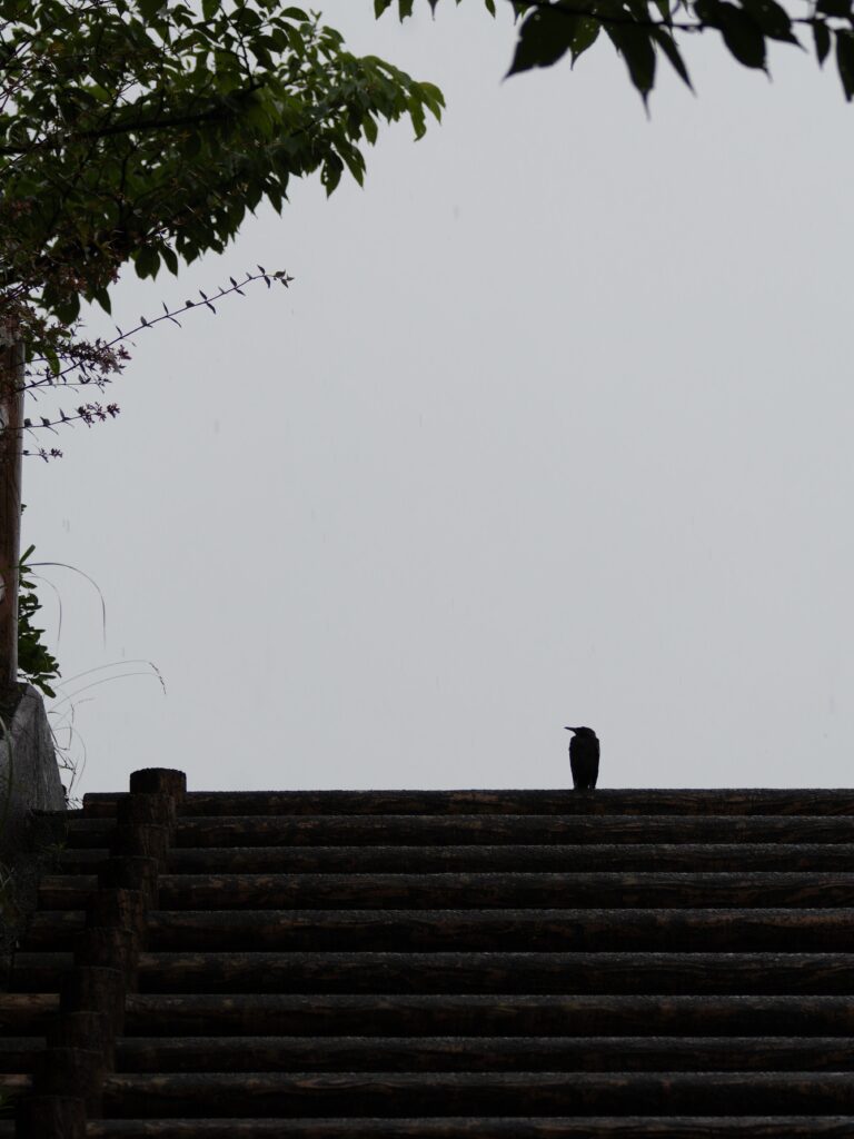 イソヒヨドリのシルエット