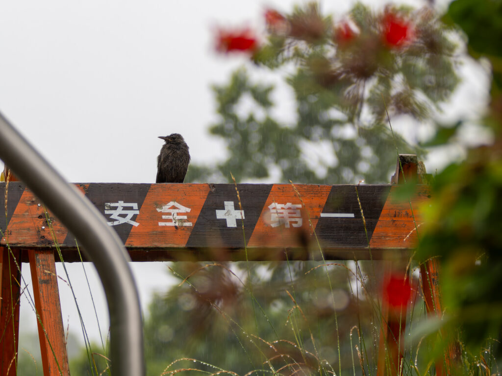 バリケードにとまるイソヒヨドリ