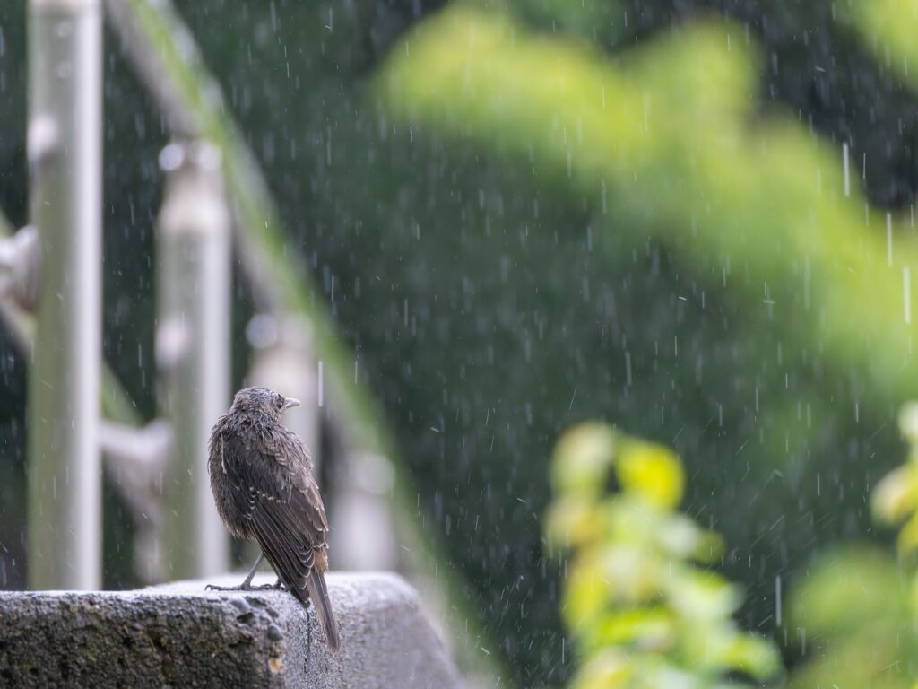 雨に撃たれるイソヒヨドリ