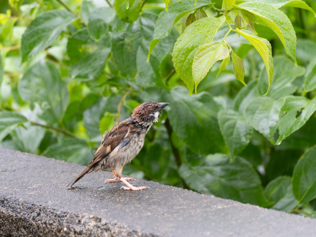 餌を探すスズメ