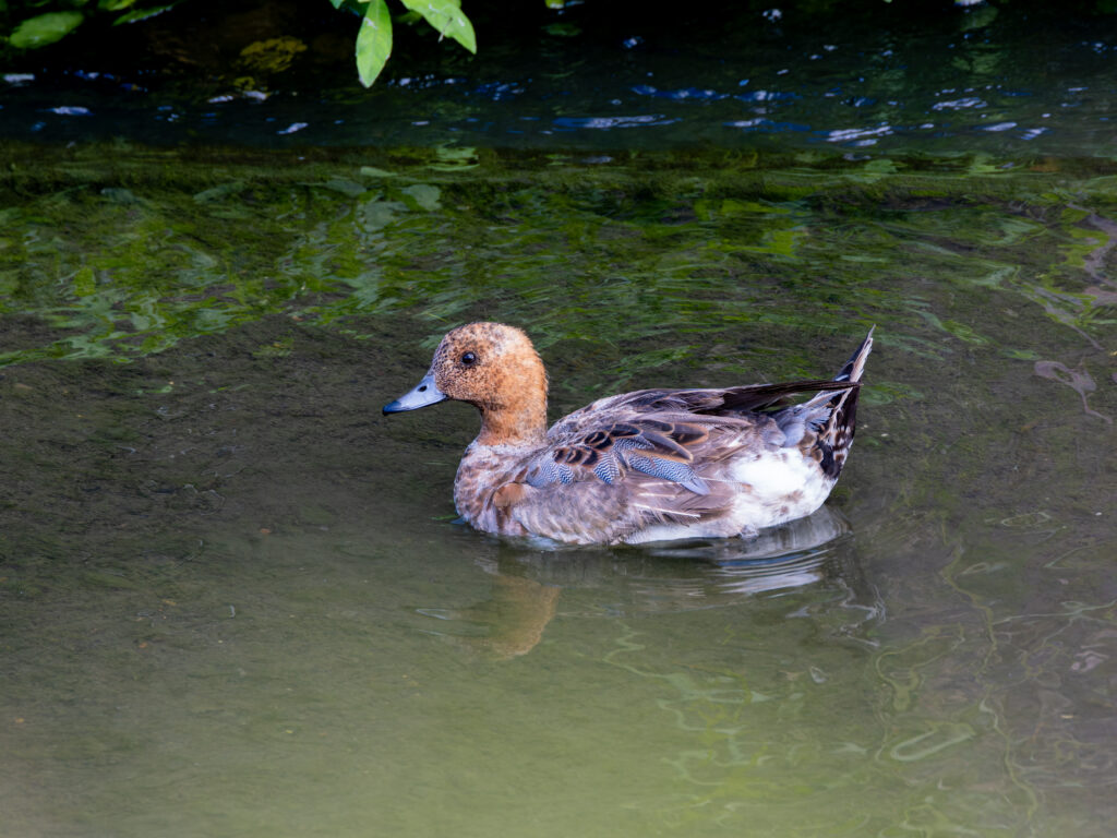 越夏中のヒドリガモ