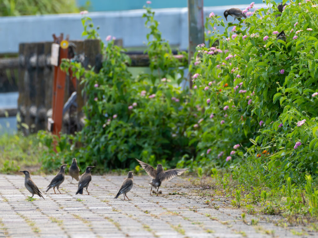 集まるムクドリ