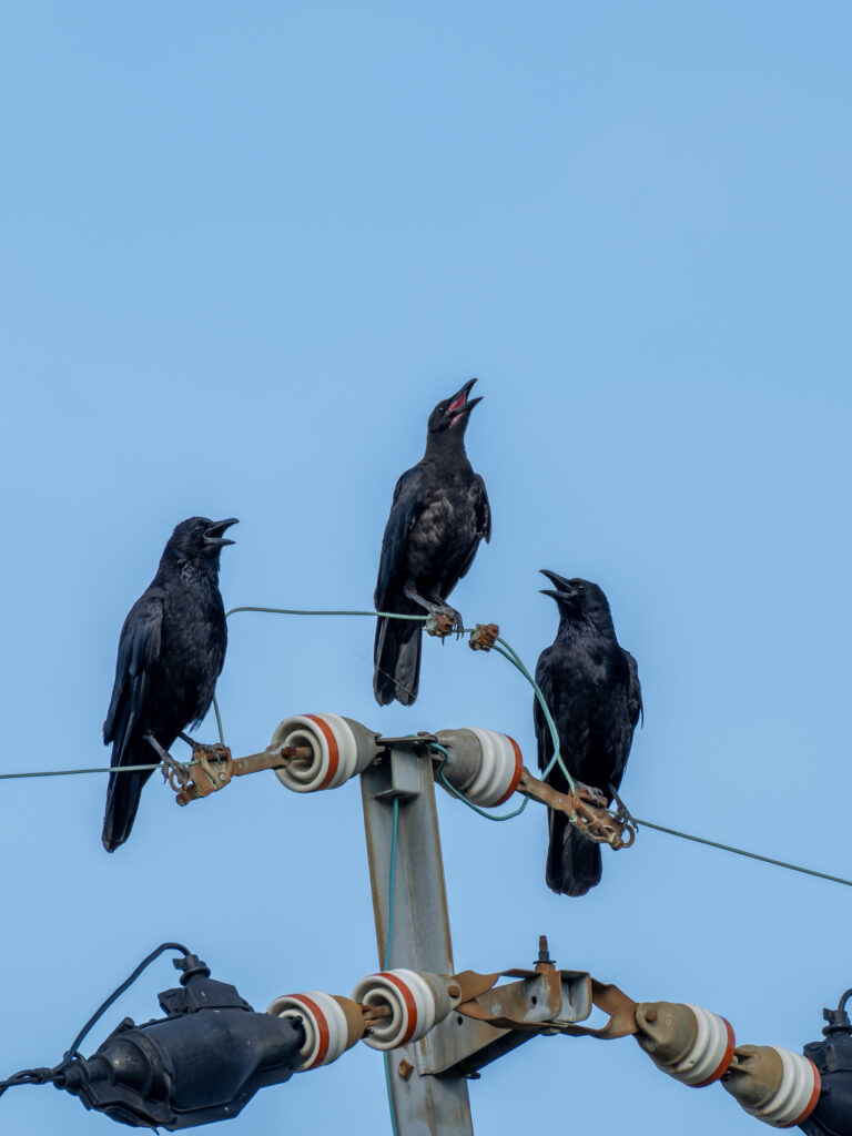 電柱にとまる3羽のハシボソガラス