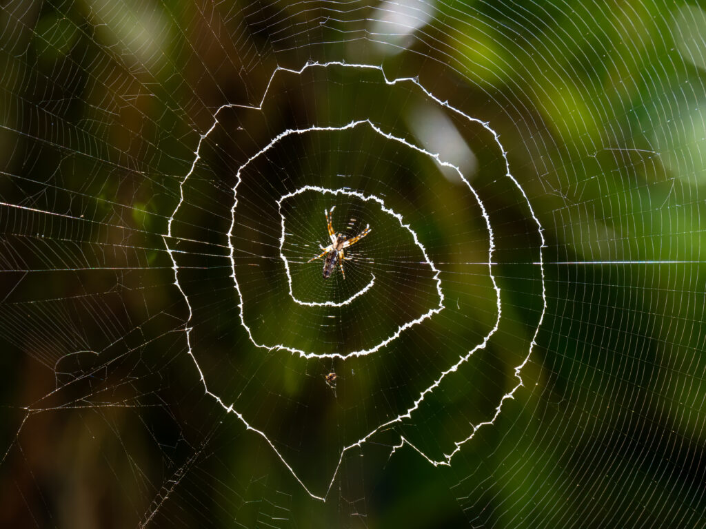 蜘蛛の巣