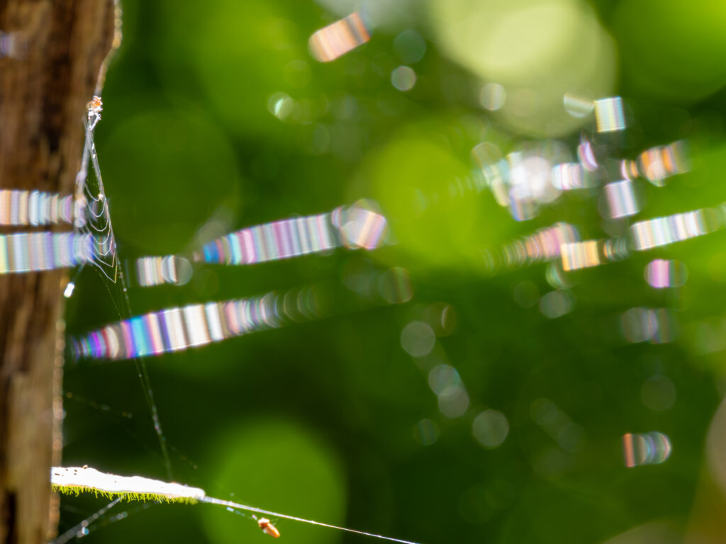 カラフルに反射する蜘蛛の巣