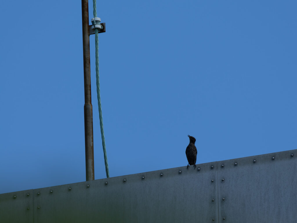 反射板にとまるイソヒヨドリ