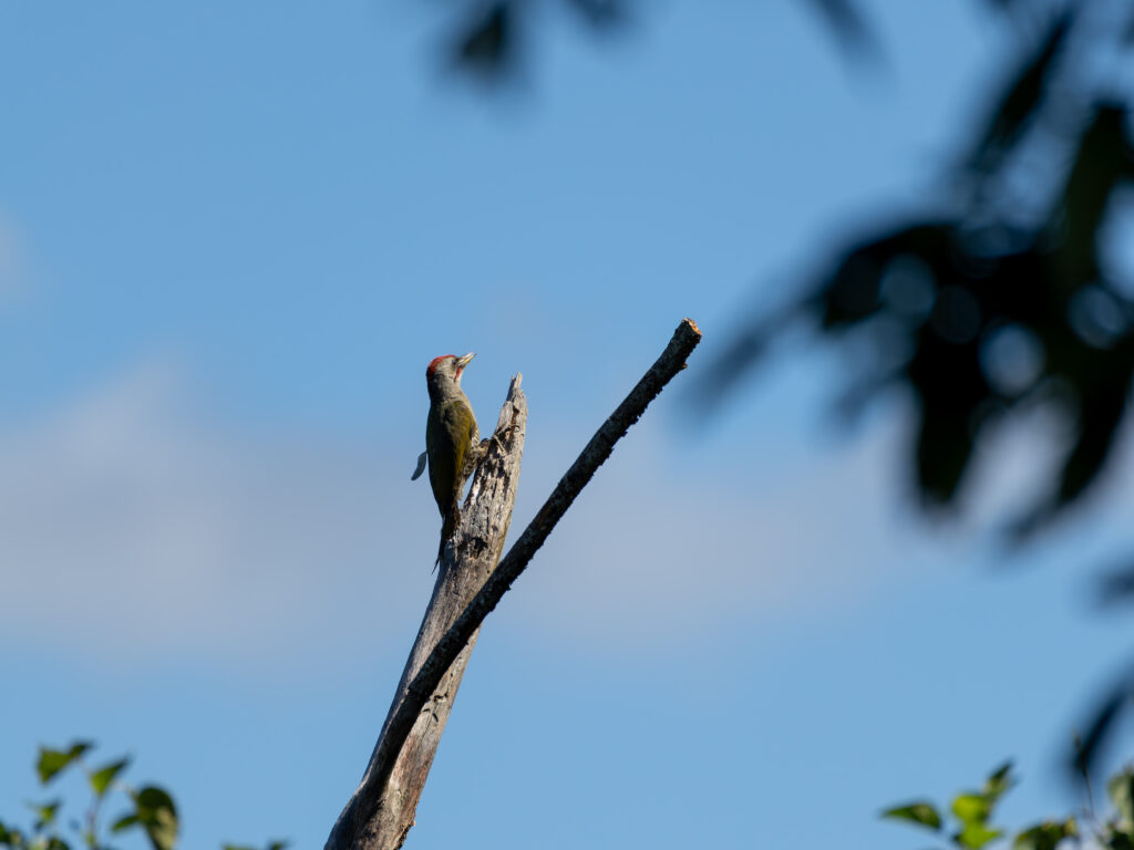 木にとまるアオゲラ