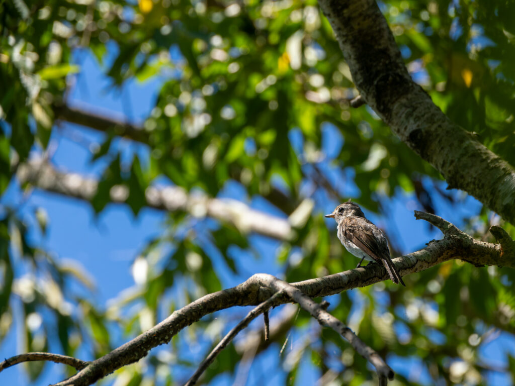 枝にとまるコサメビタキ