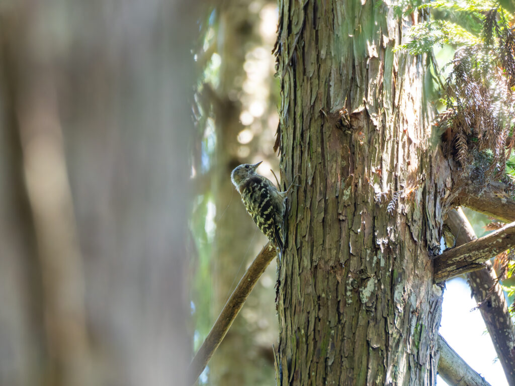 採餌中のコゲラ