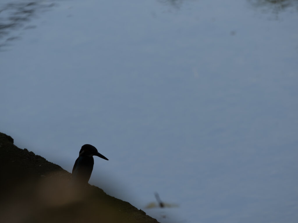 カワセミのシルエット