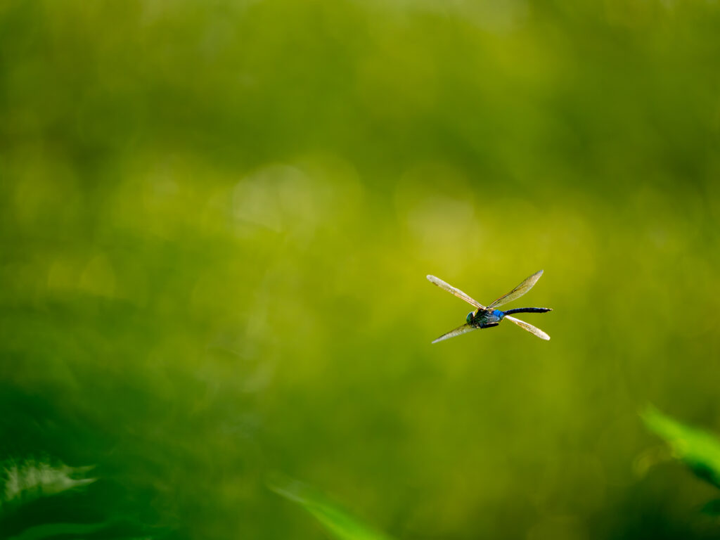 飛ぶトンボ