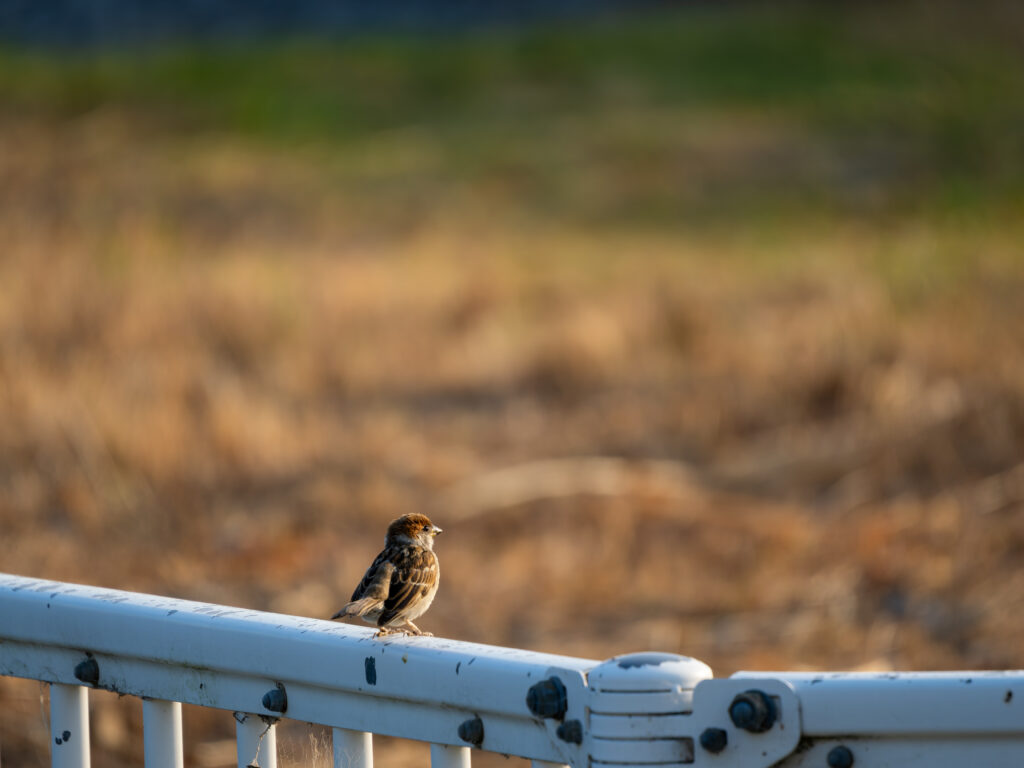 黄昏れるスズメの幼鳥