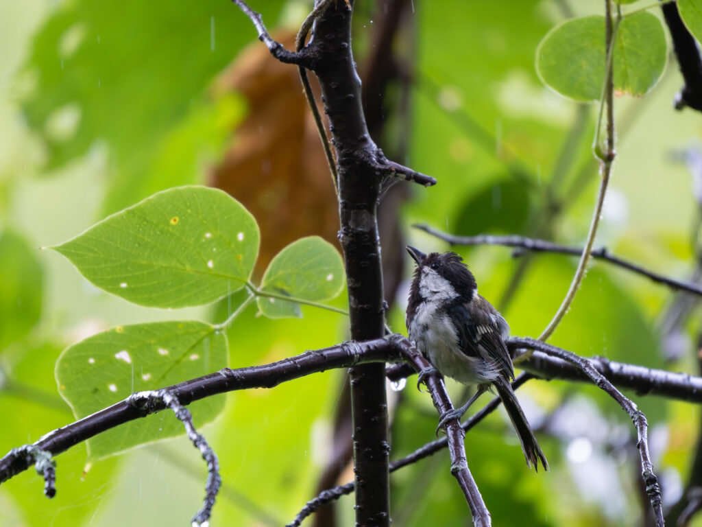 雨に濡れるシジュウカラ