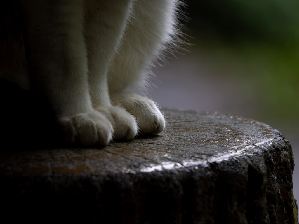 ねこの足
