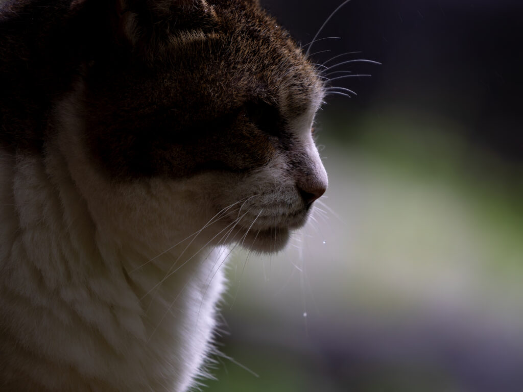 ひげに水滴のついたねこ