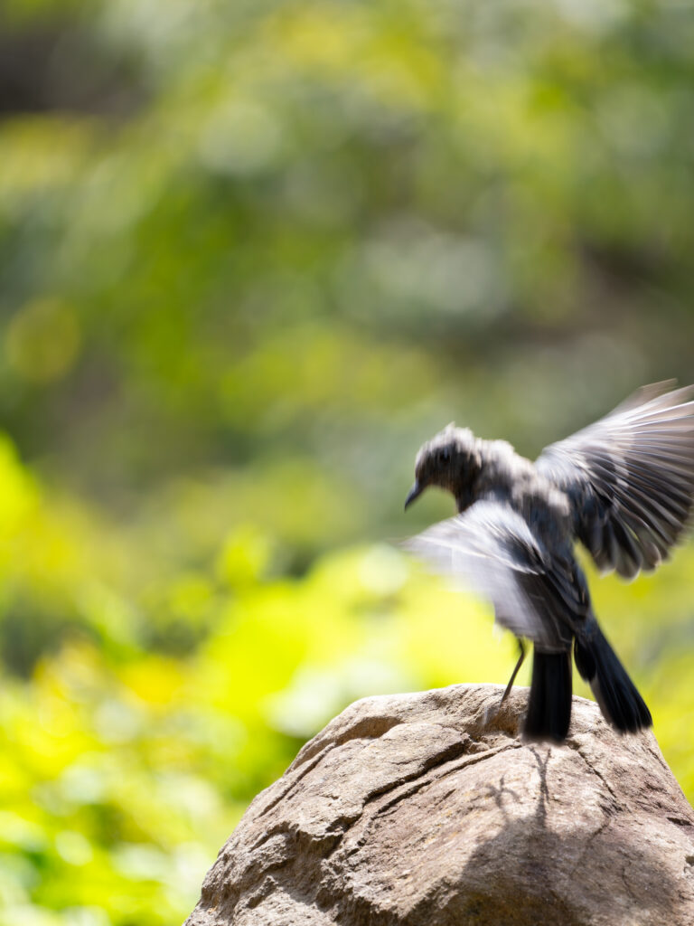 飛翔するイソヒヨドリ