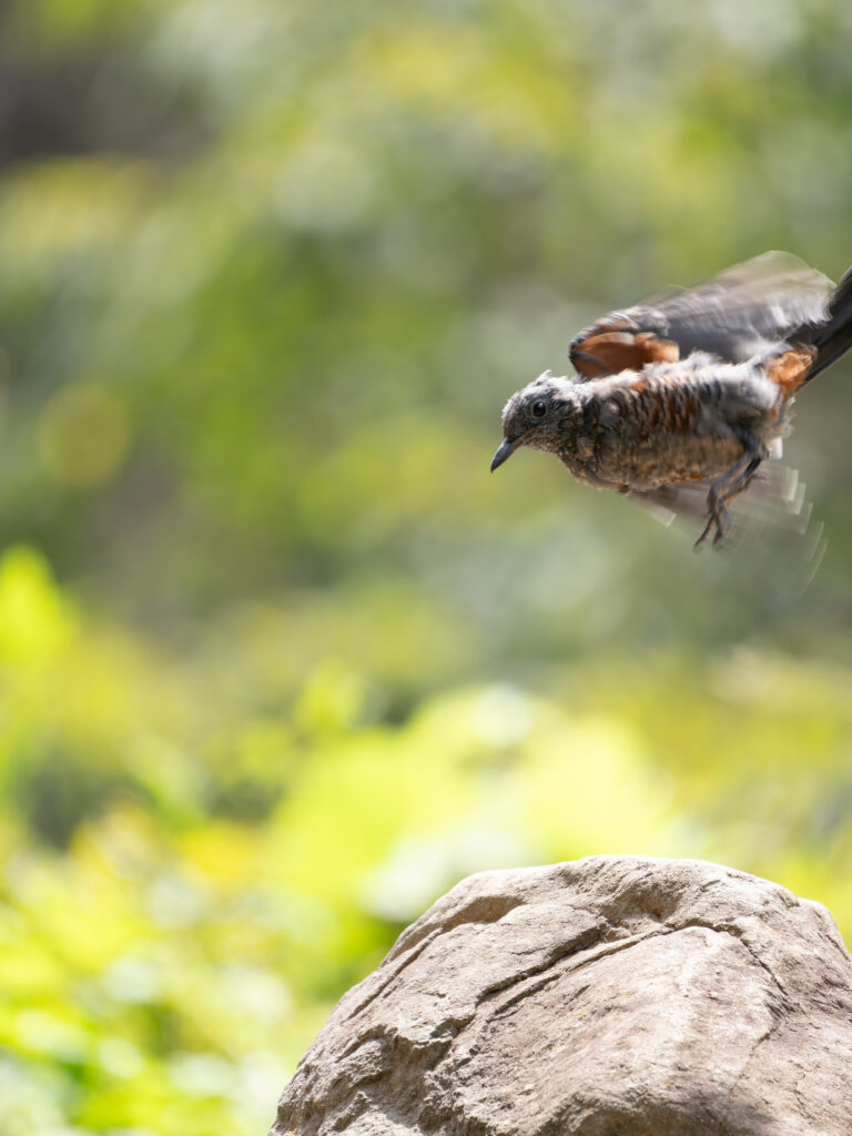 飛翔するイソヒヨドリ