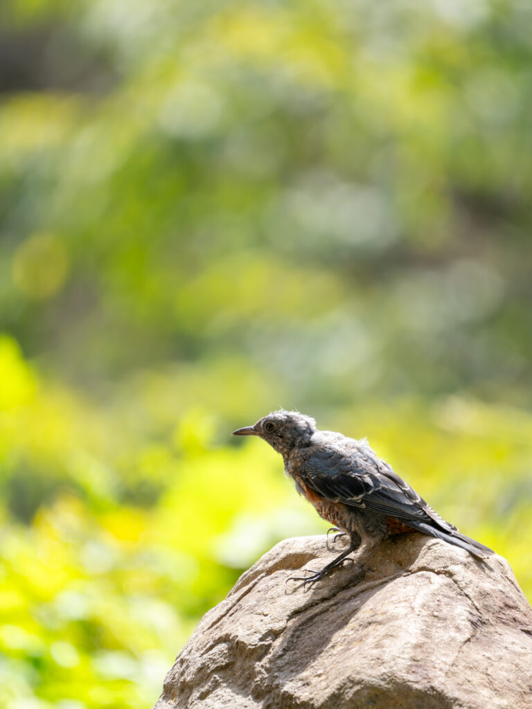 岩にとまるイソヒヨドリ
