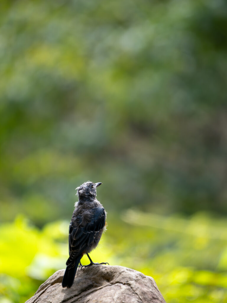 上空警戒するイソヒヨドリ