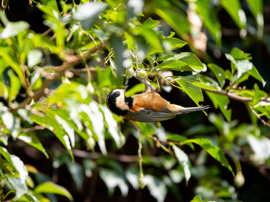 エゴノキとヤマガラ