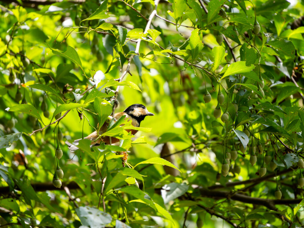 エゴノキとヤマガラ