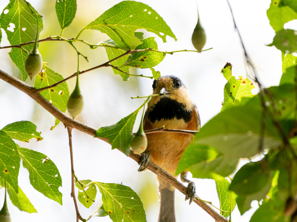 エゴノキの実を加えるヤマガラ