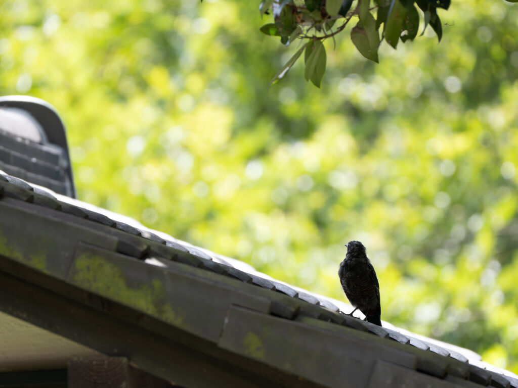 イソヒヨドリのシルエット