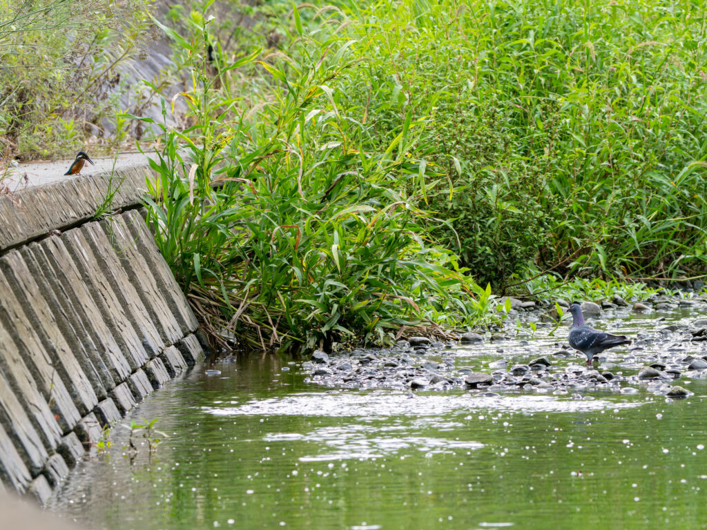 川辺のカワセミとカワラバト