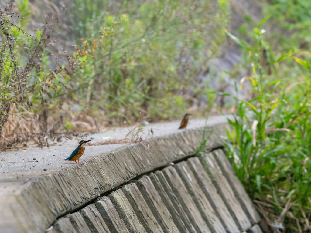 カワセミのオスメス