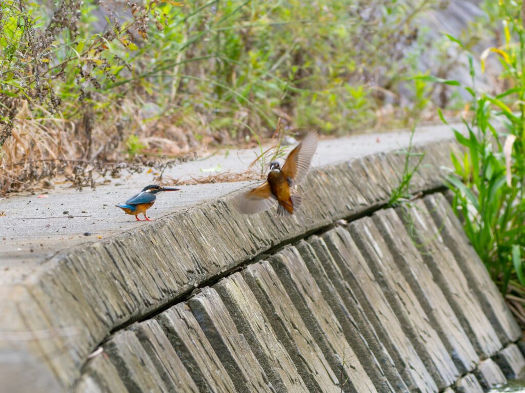カワセミのオスメス