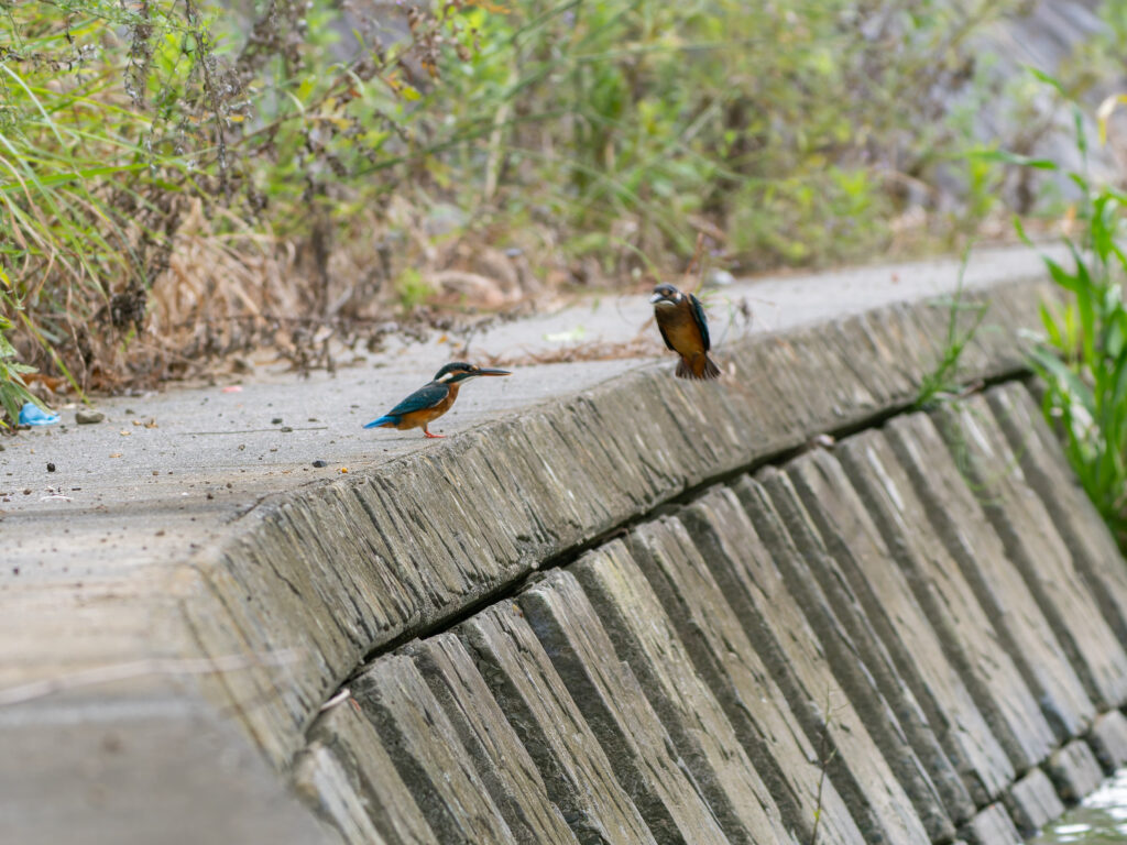 カワセミのオスメス