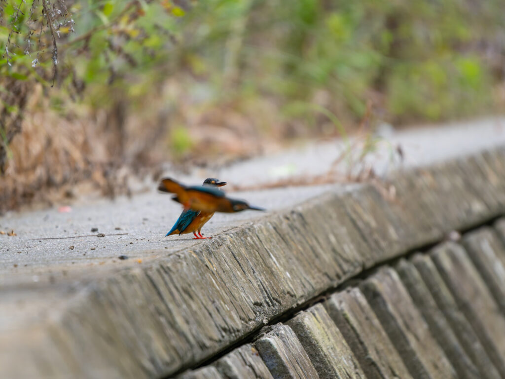 カワセミのオスメス