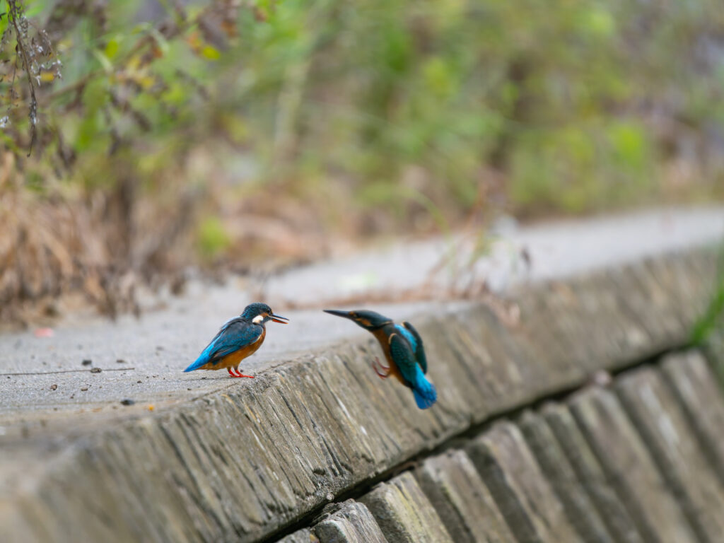 カワセミのオスメス