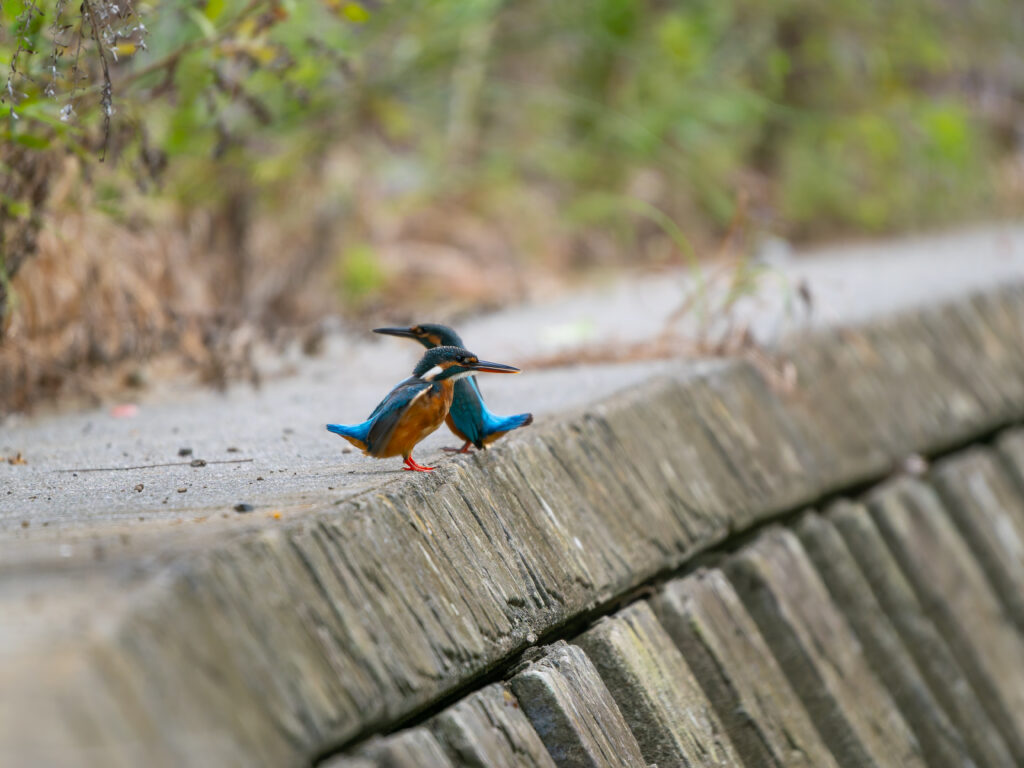 カワセミのオスメス