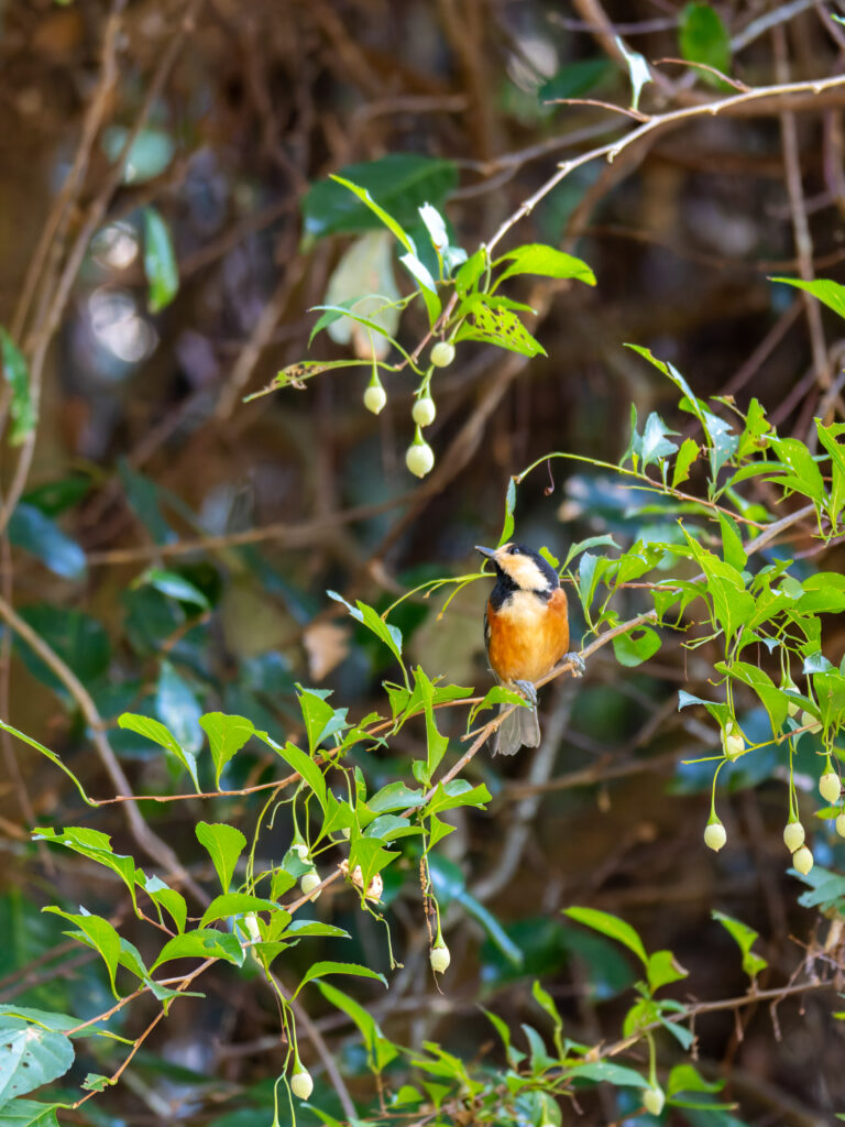 エゴノキとヤマガラ